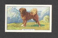 85 YR OLD ORIGINAL TIBETAN MASTIFF VINTAGE PHOTO TRADE AD CARD LARGE DOG BREEDS