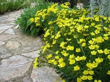 25 LINUM FLAUM COMPACTUM