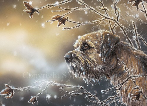 Border terrier christmas cards - terrier,