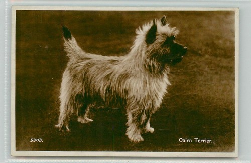 Cairn terrier isle skye - cairn,