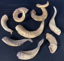 Eight Bits Of Rams horn for