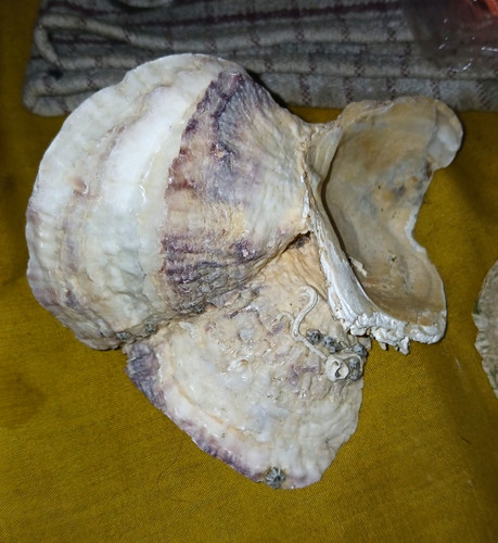 Natural shell cluster - shell,