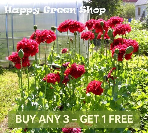 Poppy red peony - poppy,