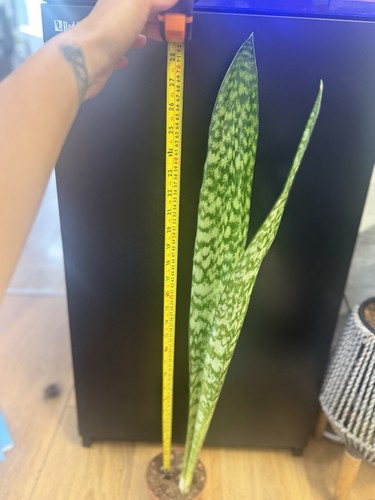 Very rare snake plant - rare,