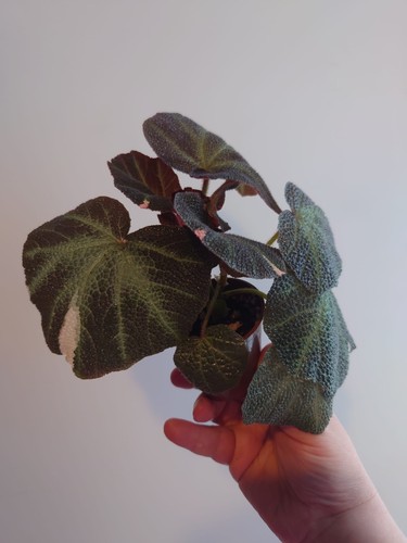 Rare begonia soli mutata - begonia,