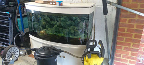 Bowfront glass fish tank - fish, with