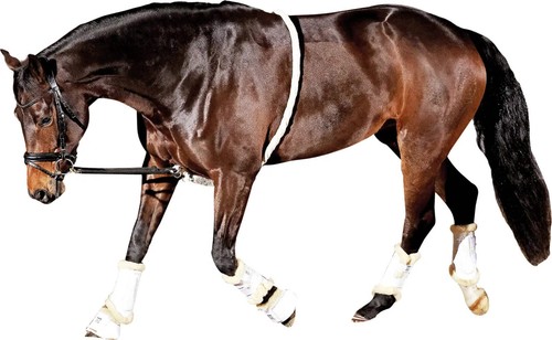 Horse guard soft loop - soft, lunging