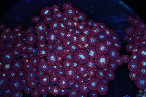 Red zoanthid rock - red,