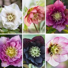 Hellebore 'Double Ellen' Collection, Set of Six Established Plants in 9cm Pots