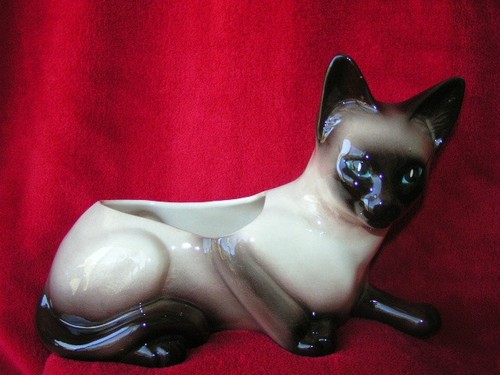 Siamese cat with - blue, eyes