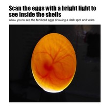 Portable egg candling lamp - portable,