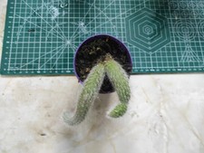 Hildewintera Colademononis or Monkeys Tail Cactus Well Rooted Houseplant Cutting