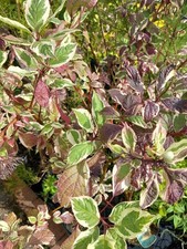 Lg Variegated Dogwood CORNUS