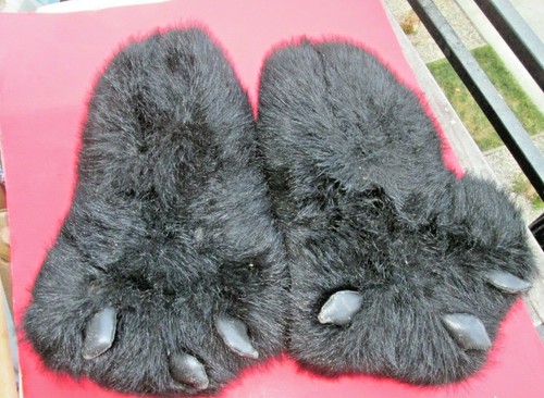Black bear paw big - paw, foot