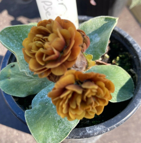 Primula auricula lunar eclipse - primula,