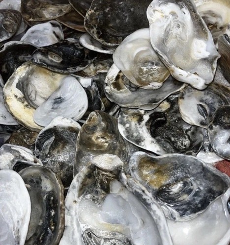 Large fresh oyster - x,
