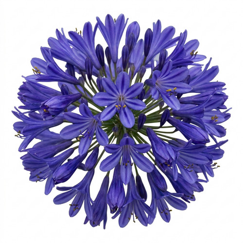 Agapanthus northern star - agapanthus,