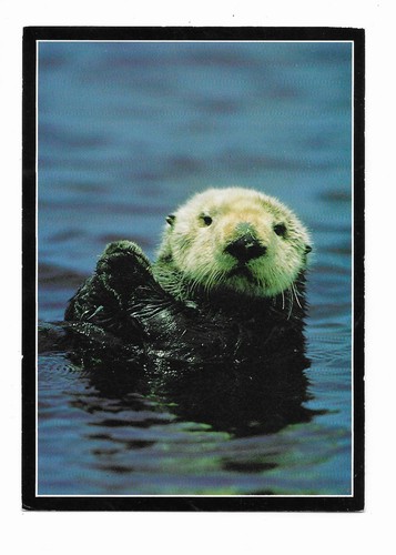 Postcard sea otter - postcard,