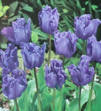 1 10 20 50 100 Blue Parrot