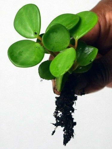 Peperomia hope trailing - hope,,