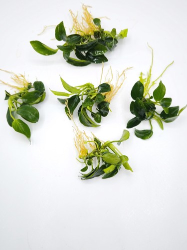 Anubias nana petite live - anubias,