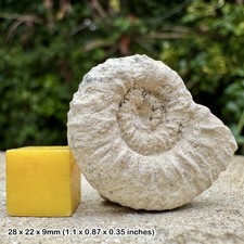 Perisphinctes Fossil Ammonite