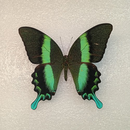 Green peacock butterfly - peacock,