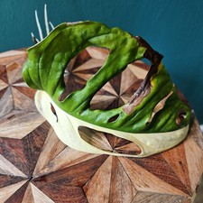 Monstera Adansonii Albo HALF