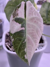Rare Alocasia Maharani Albo