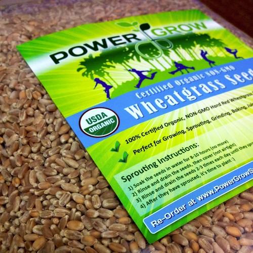 Wheat grass cat seeds - wheat,