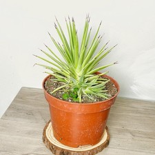 Agave stricta 'Nana' in 10cm pot, Spiky  Succulents, Cactus, Indoor Plants