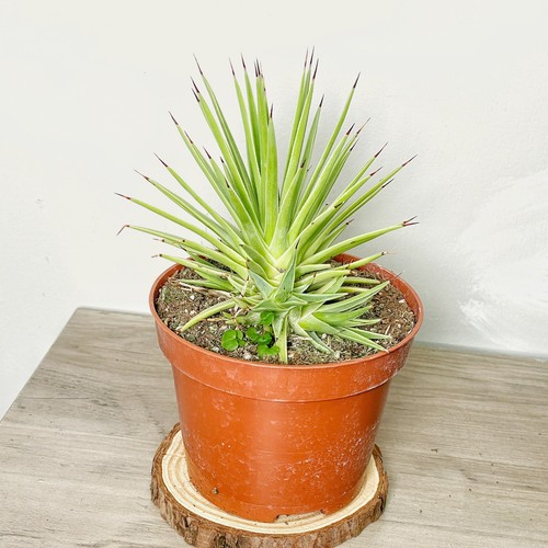 Agave stricta nana - in, 10cm