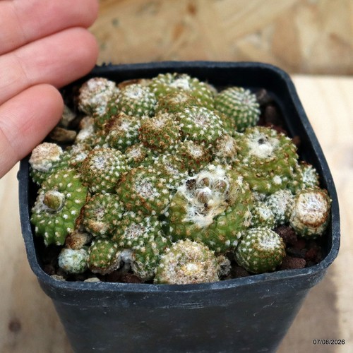Copiapoa lauii vase - 7, cm