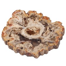 Natural Petrified Wood Slab