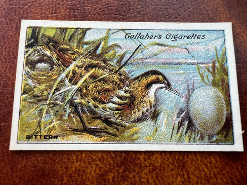 Gallaher birds nests eggs - -,