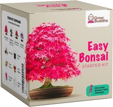 Grow Your own Bonsai kit –