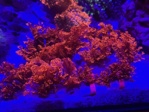 Atomic broccoli macro - algae,