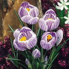 Crocus 'Pickwick' 10, 25 or 50 Bulbs Purple White Striped Spring Flowers