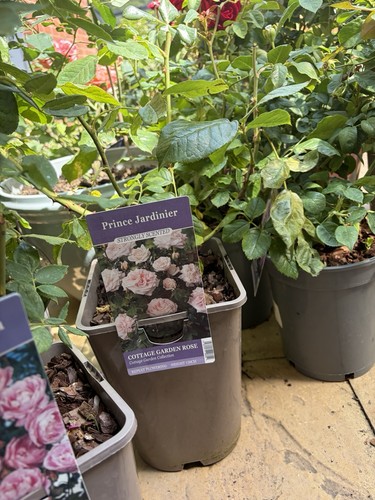 Prince jardinier rose plant - prince,