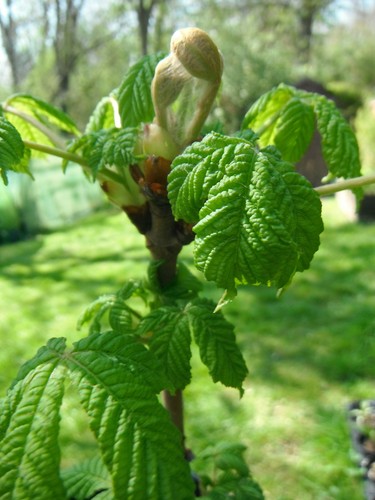 Ltr horse chestnut - x,