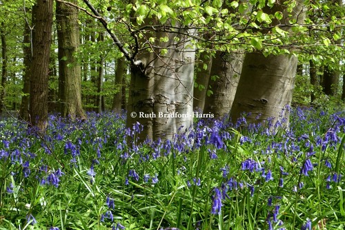 Bluebells wood tree - bluebells, trunks