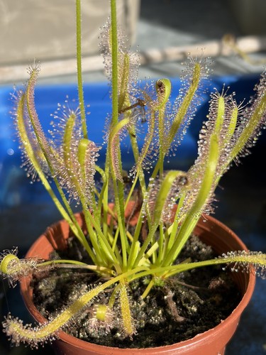 Drosera capensis carnivorous - drosera,
