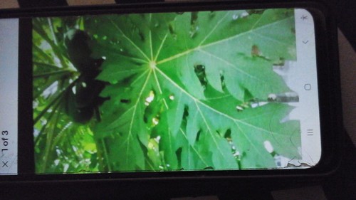 Pawpaw leaves twigs wild - leaves, &