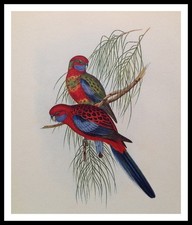 Original c1947 Lithograph JOHN GOULD 77+ year Old Art Print Bird Budgie PARAKEET