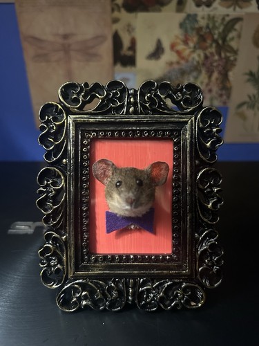 Taxidermy mouse head frame - taxidermy,