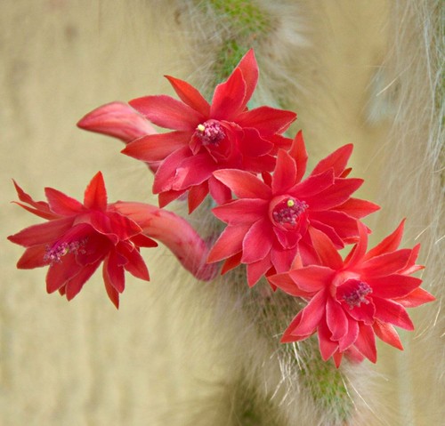 Hildewintera colademonis