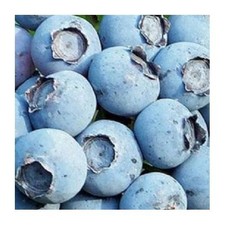 Blueberry Patriot Live Plant