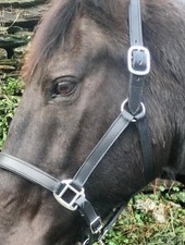 Black Padded Stitched Leather Headcollar - Travel/Shows/Turnout