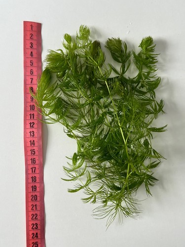 Ceratophyllum demersum - x,
