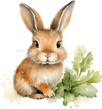 Colourful Peter Bunny Rabbit